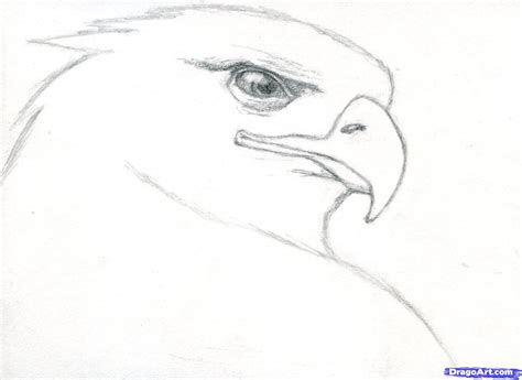 how to draw a realistic eagle, golden eagle step 5 | Eagle drawing, Cool drawings, Drawings