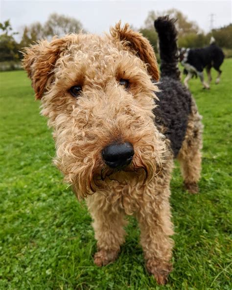 Breed Review: Welsh Terrier (17 Pics) - Page 5 of 6 - PetTime