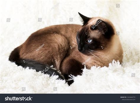 434 Chocolate Point Siamese Cat Royalty-Free Photos and Stock Images | Shutterstock