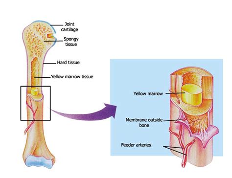 Skeletal system chapter includes marrow...Yellow marrow | Miracles book ...