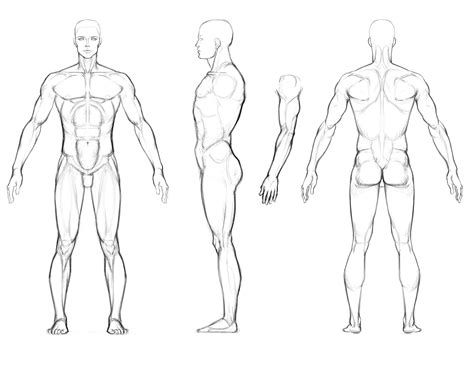 Male Full Body Anatomy Drawing Reference - canvas-ly