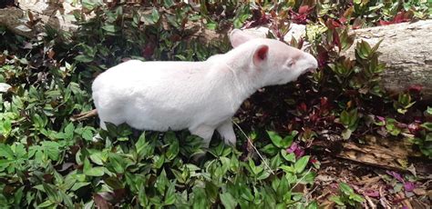 World Tapir Day on Twitter: "An albino Lowland tapir calf was found ...