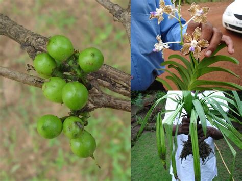 Medicinal Plants of India used in treatment of Neurological Disorders from Pankaj Oudhia’s ...