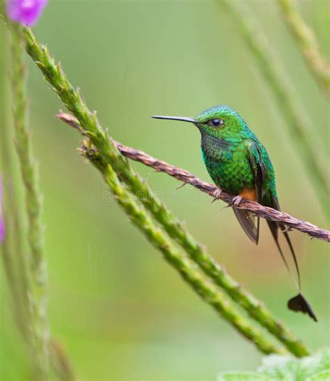 The Booted Racket-Tail Hummingbird Stock Photo - Image of fauna, holding: 19903924