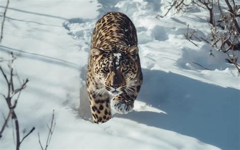 Premium AI Image | Aerial Portrait of an Amur Leopard Hunting in the Snow Generative AI