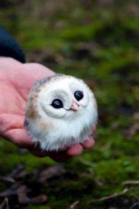 532 Hoot-Worthy Owl Names For The Night's Guardian - Animal Hype