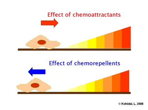 7.21A: Chemotaxis - Biology LibreTexts