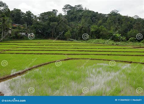 Rice Terraces and Rice Cultivation in Sri Lanka Stock Photo - Image of vietnam, terrace: 113669632