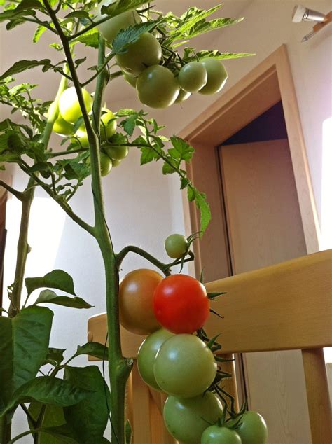 My indoor tomato. Fertizer: coffee grounds, banana Peel and egg Shells sometimes when… | Growing ...