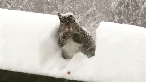 This Squirrel is Just Fine in Snow - Videos from The Weather Channel