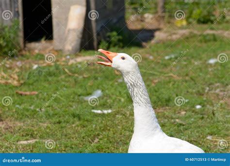 Hissing Canada Goose on Farm Stock Image - Image of branta, farm: 60712513