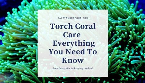 Torch Coral Care (Complete Guide)