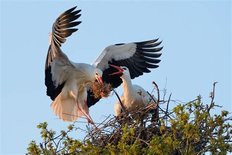 White storks are nesting in Britain again, after 604 years