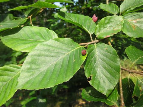 Fagus (Beech) | North Carolina Extension Gardener Plant Toolbox