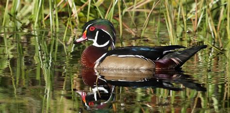 Friends of Seney National Wildlife Refuge