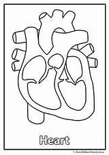 Organs Coloringsky Coloringtop Vital Sketch Coloring Page sketch template