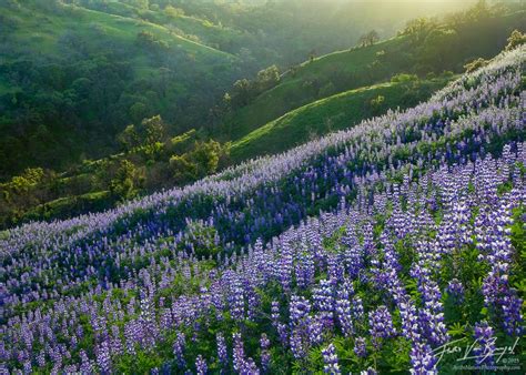 Spring Fever | Santa Monica Mtns, CA | Art in Nature Photography