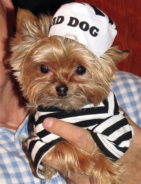 Jailbird Yorkie - Halloween costume: Halloween Costume, Animal Pictures, Yorkies Morkies, Bad ...