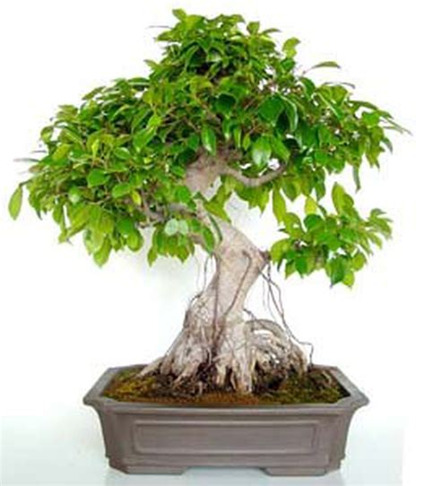 Bonsai Ficus Retusa Bonsai — Flores Frescas Online