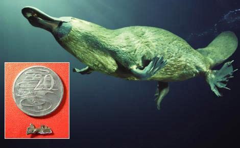 Ancient Platypus Lived Alongside Dinosaurs | Platypus, Australia animals, Mammals