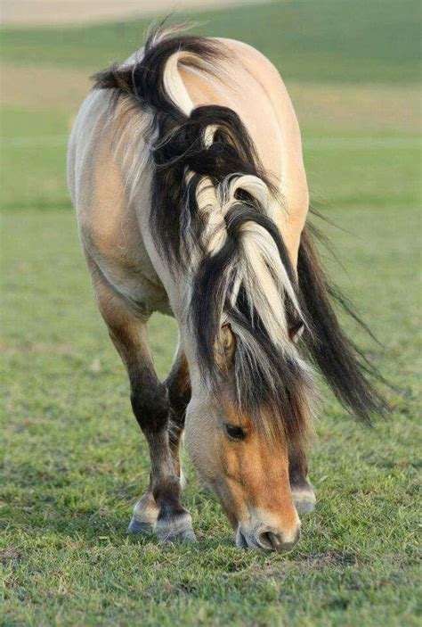 1043 best Norwegian Fjord images on Pinterest | Fjord horse, Horse and Horses