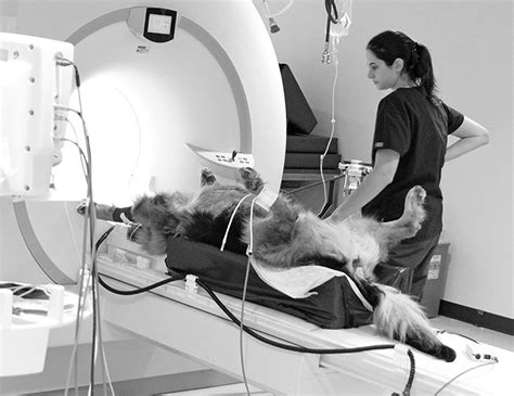 How Much Is A Ct Scan For A Dog