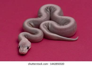 These Baby Ball Pythons Studio Stock Photo 1442850320 | Shutterstock