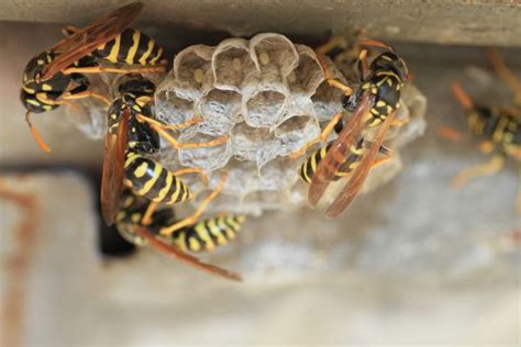 Professional Paper Wasp Removal - Local Pros Near You - Paper Wasp Removal Pros