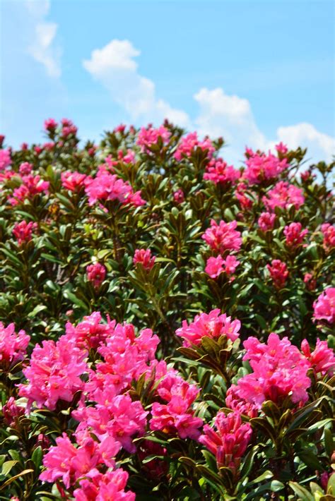 Rododendron ferrugineum [Family: Ericaceae] Explore, Patterns, Garden ...