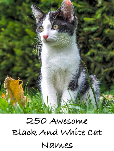 Black and White Cat Names - 250 Cool Kitty Ideas