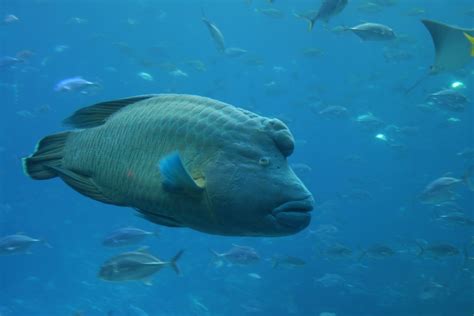 Humphead Wrasse | Flickr - Photo Sharing!