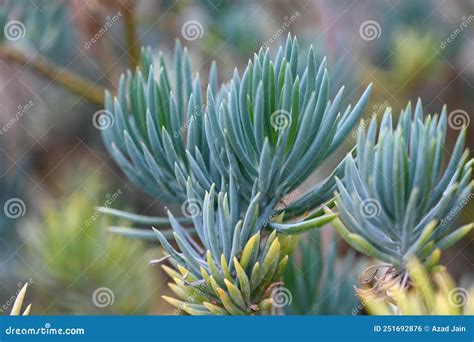 Xerophyte Desert Plants Growing in Garden. Stock Photo - Image of ...