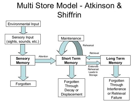 Atkinson-Shiffrin Memory Model – Gene Scott Books