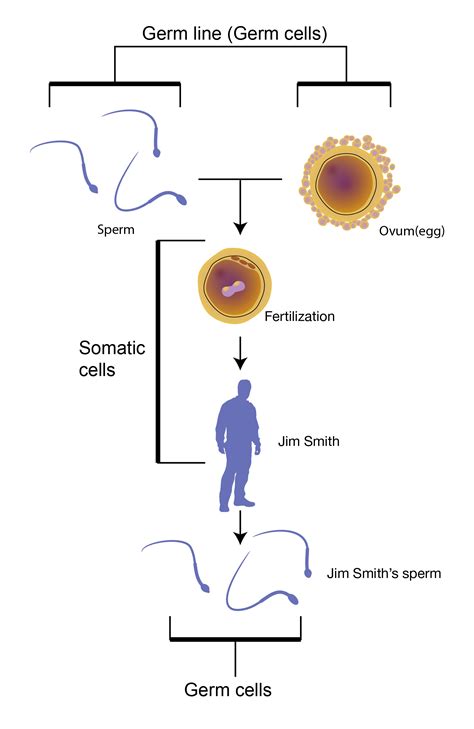 Germ Line