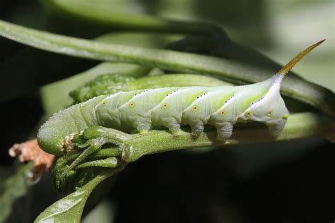 North American Caterpillar Identification - Owlcation