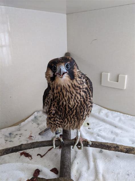 Peregrine Falcon Hunting Strategy - Alberta Institute For Wildlife ...