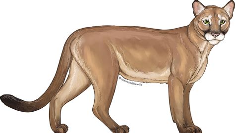 Florida Panther Clipart