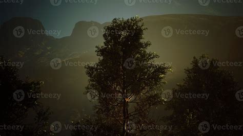 Pine trees and Huangshan mountains in China 5635931 Stock Photo at Vecteezy