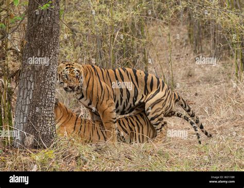 Male tiger Gabbar and Female Tigress Maya in Mating at Tadoba Andhari ...