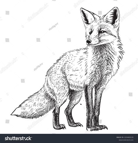 Red Fox Animal Drawing