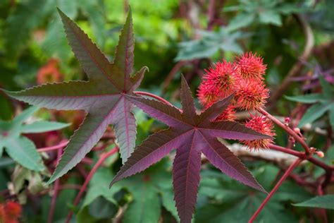 How to Grow Ricinus - BBC Gardeners World Magazine