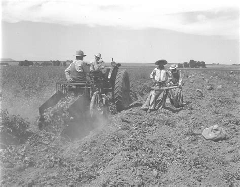 Potato harvesting | Description/Notes: Harvesting the early … | Flickr