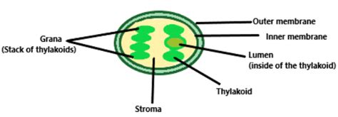 Name two cell organelles that are double membrane bound. What are the ...