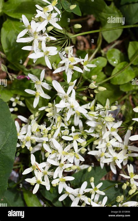 Midsummer flowers of the shrubby Clematis recta Stock Photo - Alamy