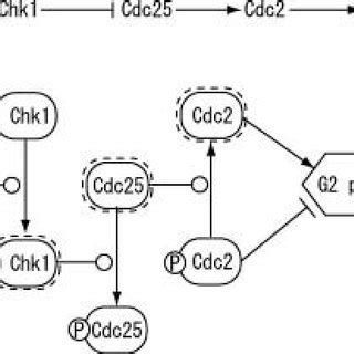 Additional symbols for the state transition diagram | Download ...