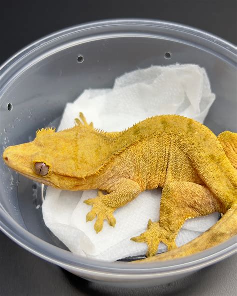 Pos. Gravid RTB Tiger Crested Gecko by Geckin' Geckos - MorphMarket