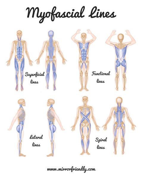 Introducing Myofascial Lines - Mirror Friendly