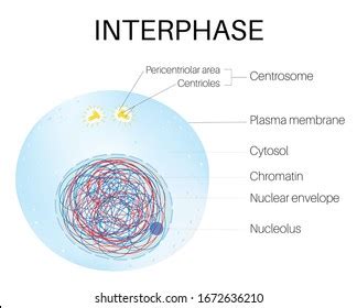 Interphase Of Mitosis