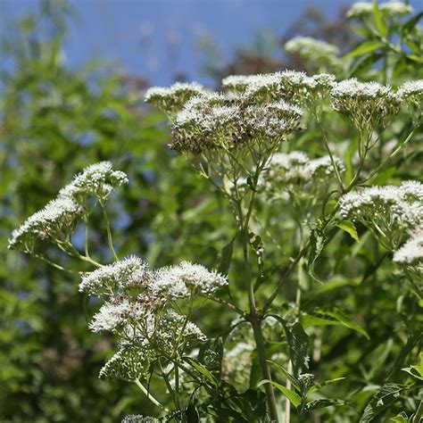 Common Boneset, Eupatorium perfoliatum | American Meadows