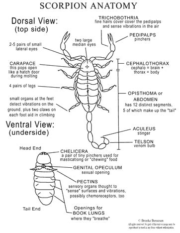 Arizona Bark Scorpions | Anatomy, Venom, Facts, Behavior, Habitat